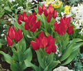 Тюльпан превосходящий Цваненбург (Tulipa praestans Zwanenburg) — фото 4