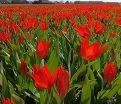 Тюльпан превосходящий Цваненбург (Tulipa praestans Zwanenburg) — фото 5
