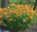 Тюльпан превосходящий Шогун (Tulipa praestans Shogun) — фото 2