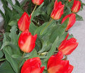 Тюльпан Принцепс (Tulipa Princeps) — фото 2