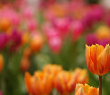 Тюльпан Принцесс Ирен (Tulipa Prinses Irene) — фото 3