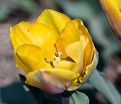 Тюльпан Принцесс Маргрит (Tulipa Prinses Margriet) — фото 2