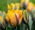 Тюльпан Принцесс Маргрит (Tulipa Prinses Margriet) — фото 3