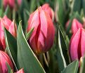 Тюльпан Притти Принцесс (Tulipa Pretty Princess) — фото 4