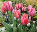 Тюльпан Притти Принцесс (Tulipa Pretty Princess) — фото 5