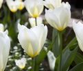 Тюльпан Пуриссима (Tulipa Purissima) — фото 2