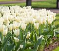Тюльпан Пуриссима (Tulipa Purissima) — фото 3