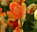 Тюльпан Пэррот Кинг (Tulipa Parrot King) — фото 4