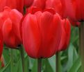 Тюльпан Ред Импрешн (Tulipa Red Impression) — фото 2
