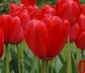 Тюльпан Ред Импрешн (Tulipa Red Impression) — фото 4