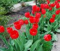 Тюльпан Ред Импрешн (Tulipa Red Impression) — фото 5