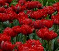 Тюльпан Ред Принцесс (Tulipa Red Princess) — фото 2