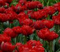 Тюльпан Ред Принцесс (Tulipa Red Princess) — фото 2