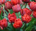 Тюльпан Ред Принцесс (Tulipa Red Princess) — фото 5