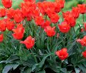 Тюльпан Ред Ридинг Худ (Tulipa Red Riding Hood) — фото 2