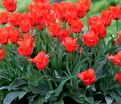 Тюльпан Ред Ридинг Худ (Tulipa Red Riding Hood) — фото 2