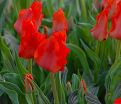 Тюльпан Ред Ридинг Худ (Tulipa Red Riding Hood) — фото 3
