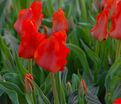 Тюльпан Ред Ридинг Худ (Tulipa Red Riding Hood) — фото 3