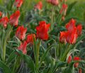 Тюльпан Ред Ридинг Худ (Tulipa Red Riding Hood) — фото 4