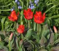 Тюльпан Ред Ридинг Худ (Tulipa Red Riding Hood) — фото 5