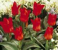 Тюльпан Ред Ридинг Худ (Tulipa Red Riding Hood) — фото 6