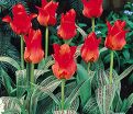Тюльпан Ред Ридинг Худ (Tulipa Red Riding Hood) — фото 7