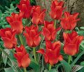 Тюльпан Ред Ридинг Худ (Tulipa Red Riding Hood) — фото 10