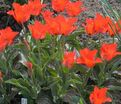 Тюльпан Ред Ридинг Худ (Tulipa Red Riding Hood) — фото 11