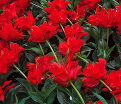 Тюльпан Ред Ридинг Худ (Tulipa Red Riding Hood) — фото 12