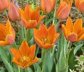 Тюльпан Реквест (Tulipa Request) — фото 3