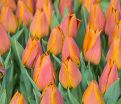 Тюльпан Реквест (Tulipa Request) — фото 4