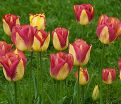 Тюльпан Рембранд (Tulipa Rembrandt) — фото 3