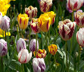 Тюльпан Рембранд (Tulipa Rembrandt) — фото 4