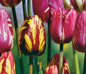 Тюльпан Рембранд (Tulipa Rembrandt) — фото 5