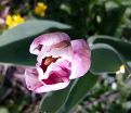 Тюльпан Ремс Фаворит (Tulipa Rems Favourite) — фото 3