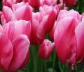 Тюльпан Ренаун (Tulipa Renown) — фото 3