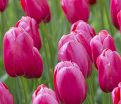Тюльпан Ренаун (Tulipa Renown) — фото 4