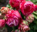 Тюльпан Ренаун Юник (Tulipa Renown Unique) — фото 3