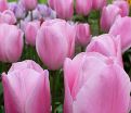 Тюльпан Розали (Tulipa Rosalie) — фото 3