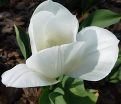 Тюльпан Ройал Вирджин (Tulipa Royal Virgin) — фото 2