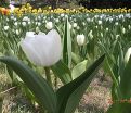 Тюльпан Ройал Вирджин (Tulipa Royal Virgin) — фото 4
