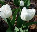 Тюльпан Ройал Вирджин (Tulipa Royal Virgin) — фото 6