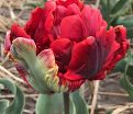 Тюльпан Рококо (Tulipa Rococo) — фото 2