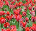 Тюльпан Рококо (Tulipa Rococo) — фото 3