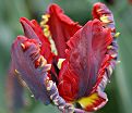 Тюльпан Рококо (Tulipa Rococo) — фото 4
