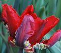 Тюльпан Рококо (Tulipa Rococo) — фото 5