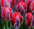 Тюльпан Рококо (Tulipa Rococo) — фото 6