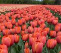 Тюльпан Роял Ад Рем (Tulipa Royal Ad Rem) — фото 3