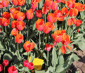 Тюльпан Роял Ад Рем (Tulipa Royal Ad Rem) — фото 4