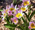 Тюльпан Саксатилис (Tulipa saxatilis) — фото 2